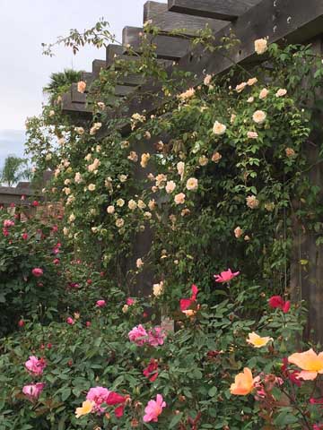 Beaumont Botanical Gardens 